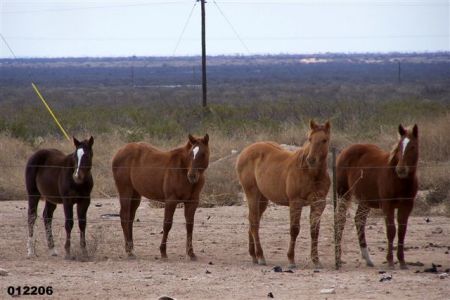 Some of our horses