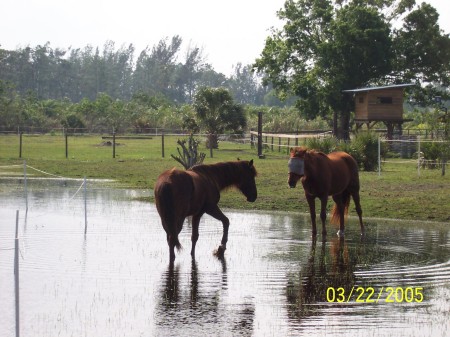 Gemini & Windy