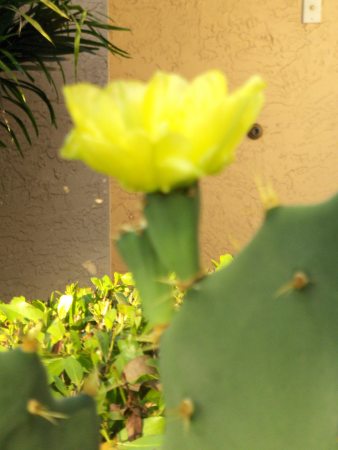 Front Yard Cactus