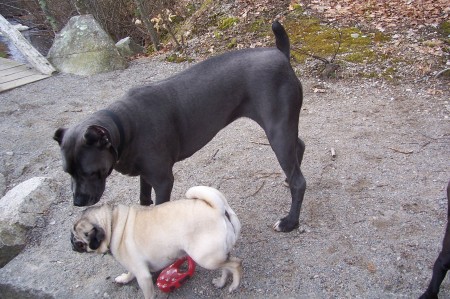 Molly&Layla at Borderland Apr2008