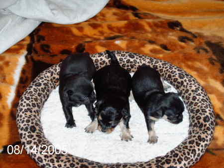 Lucky's PuPs 1 Month old