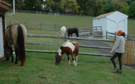 the herd