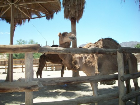 Teri Pintacura's album, Living desert zoo