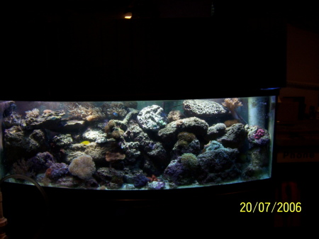 My salt water Reef Tank addiction ��hobby��