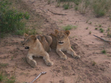 lion cubs