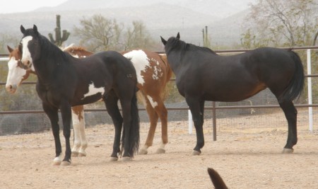 Three of our Four Horses