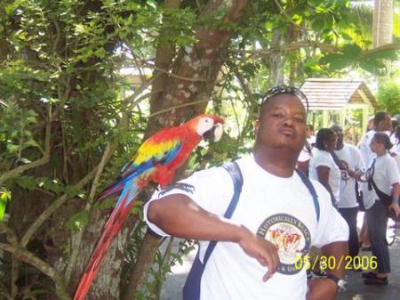 Talking Parrot in Jamaica