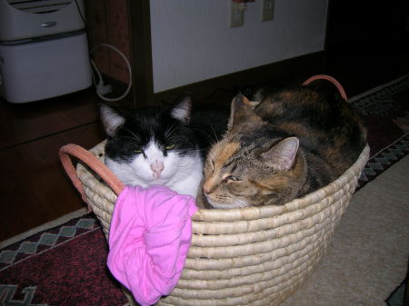 Cats in a Basket - Stonecold and Tabby