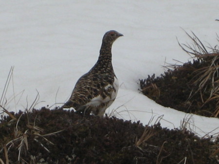 Ptarmigan, summer feathers