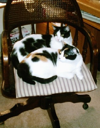 Our kitties ~ Zorro and Zelda (brother & sister)