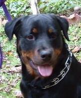 OUR ROTTWEILER, SABIAN AGE 1 1/2 SUMMER 2006