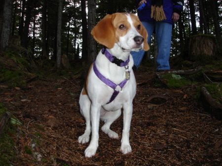 Our Beagle: Claire