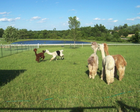 Alpacas at play