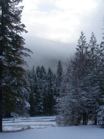 Backyard in winter