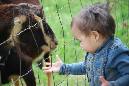 Brooklyn feeding the goats