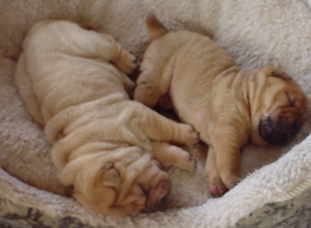 Shar-Pei Babes