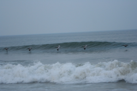 obx