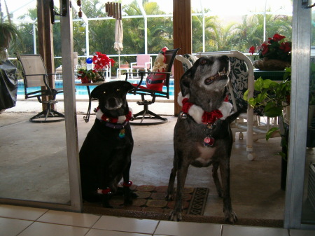 Our dogs Maggie and Kadee Bezek