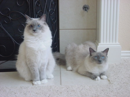 Our ragdoll cats...Sammy and Dean