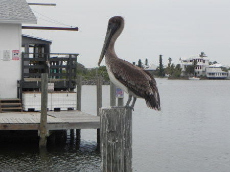 Karen Smith's album, fort myers