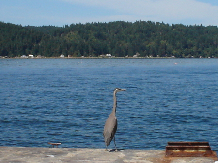 The Dock Master