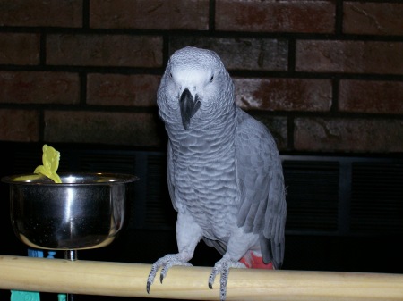 Lucky my African Grey Parrot