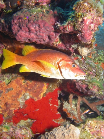 Snapper looking for lunch