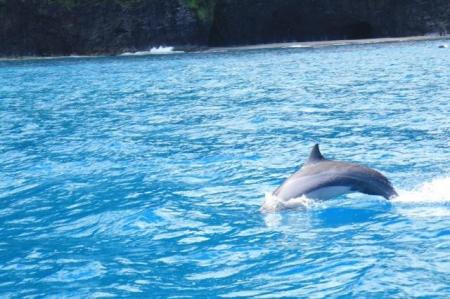 Dolphins in Kauai