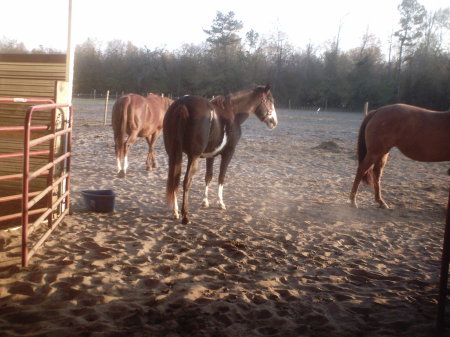 My Horses