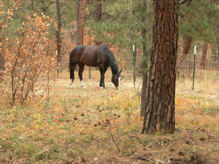 My horse Lakota, he's got a great temperament.