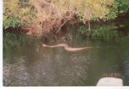 rattlesnake in everglades