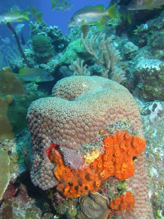 Cayman Corals