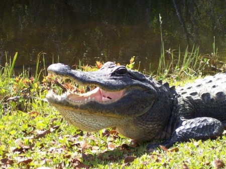 Everglades Adventure