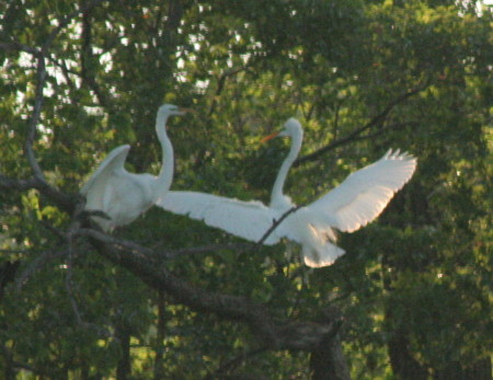 two Herons