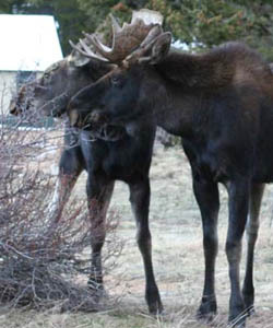 moose