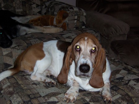 My Basset Hound Benny.