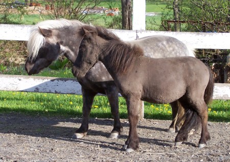 MINI HORSES