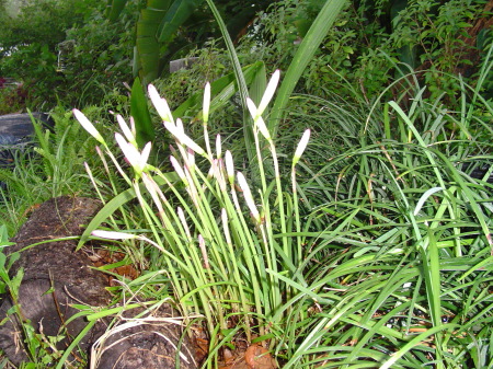 Rain lillies