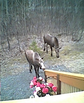 Moose in my yard