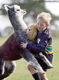 llama rugby