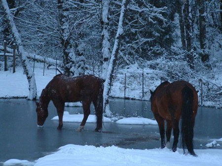 The horses