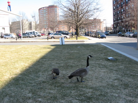 Very bold geese