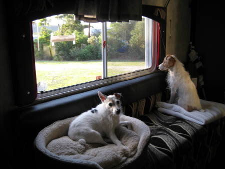 Our Jack Russel Terriers