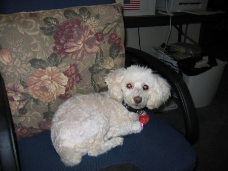 Muffin, our poodle