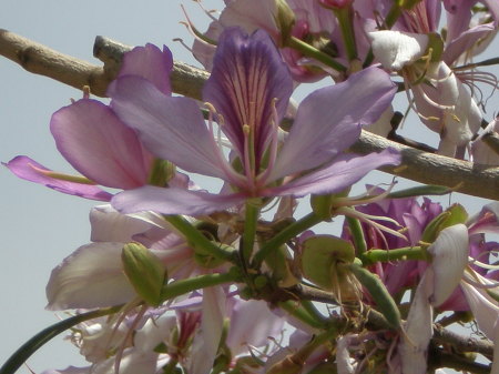 Israeli tree in bloom