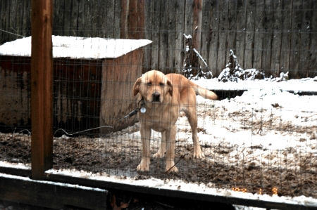 gunner-my hunting buddy