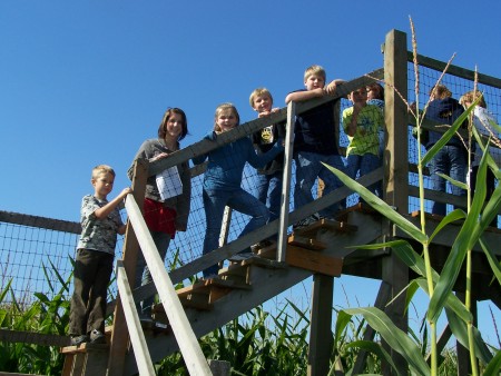 Field trip to the corn maze