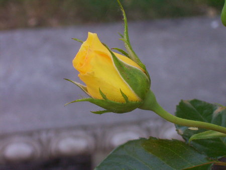 One lone Rose