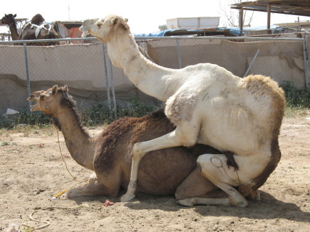 Horny Camels