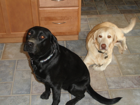 our girls - 2 labs